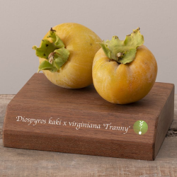 Virgininis (amerikinis) juodmedis (persimonas) - Diospyros virginiana TRANNY