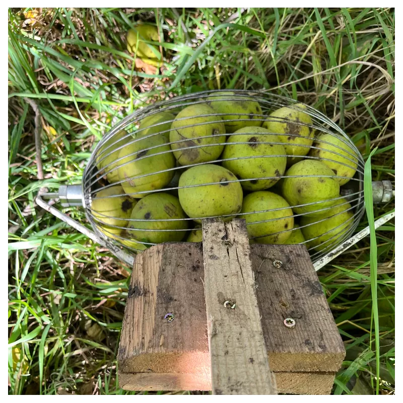 Juodasis riešutmedis - Juglans nigra BICENTENNIAL