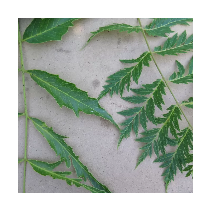 Juodųjų riešutmedžių sodinukai su pristatymu į namus