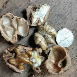 Juodasis riešutmedis - Juglans nigra STABLER