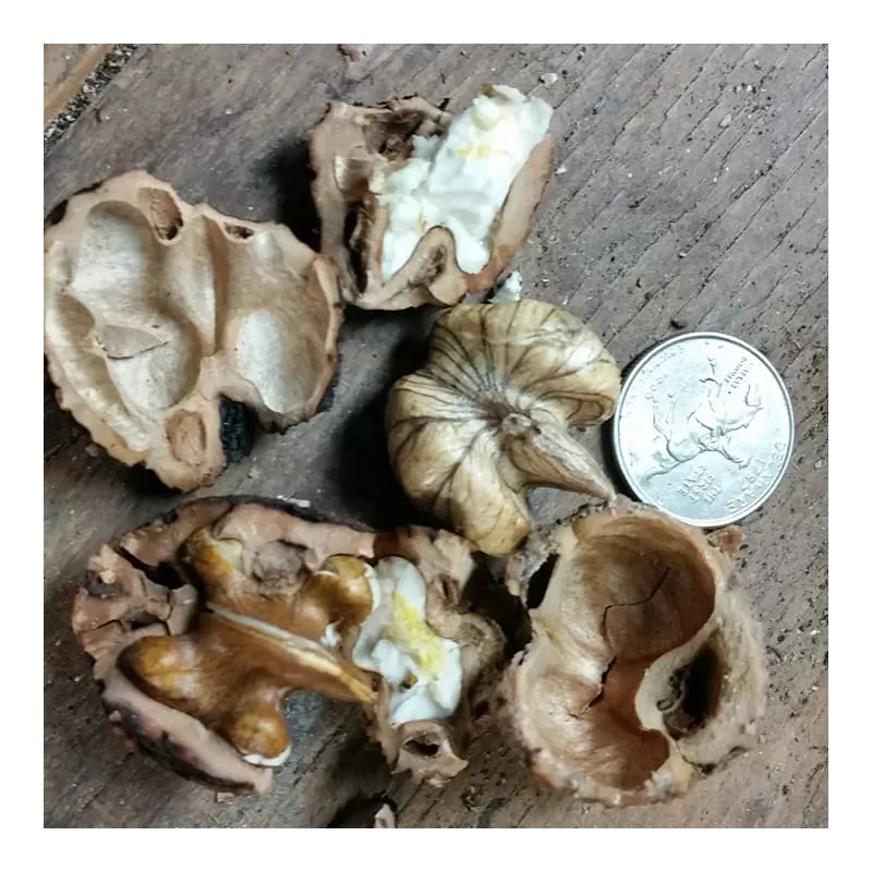 Juodasis riešutmedis - Juglans nigra STABLER