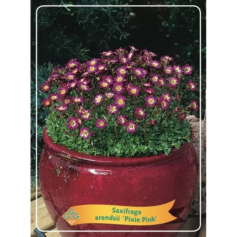 Uolaskėlė - Saxifraga arendsii PIXIE PINK