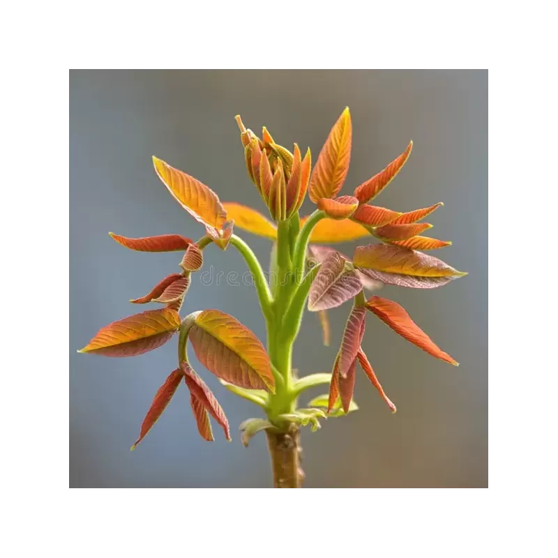 Juodųjų riešutmedžių sodinukai su pristatymu į namus