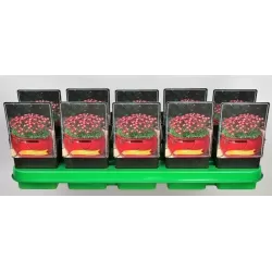 Uolaskėlė - Saxifraga arendsii PIXIE PINK