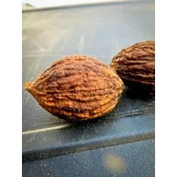 Juodasis riešutmedis - Juglans nigra EMMA K