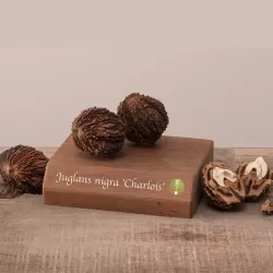 Juodasis riešutmedis - Juglans nigra CHARLOIS