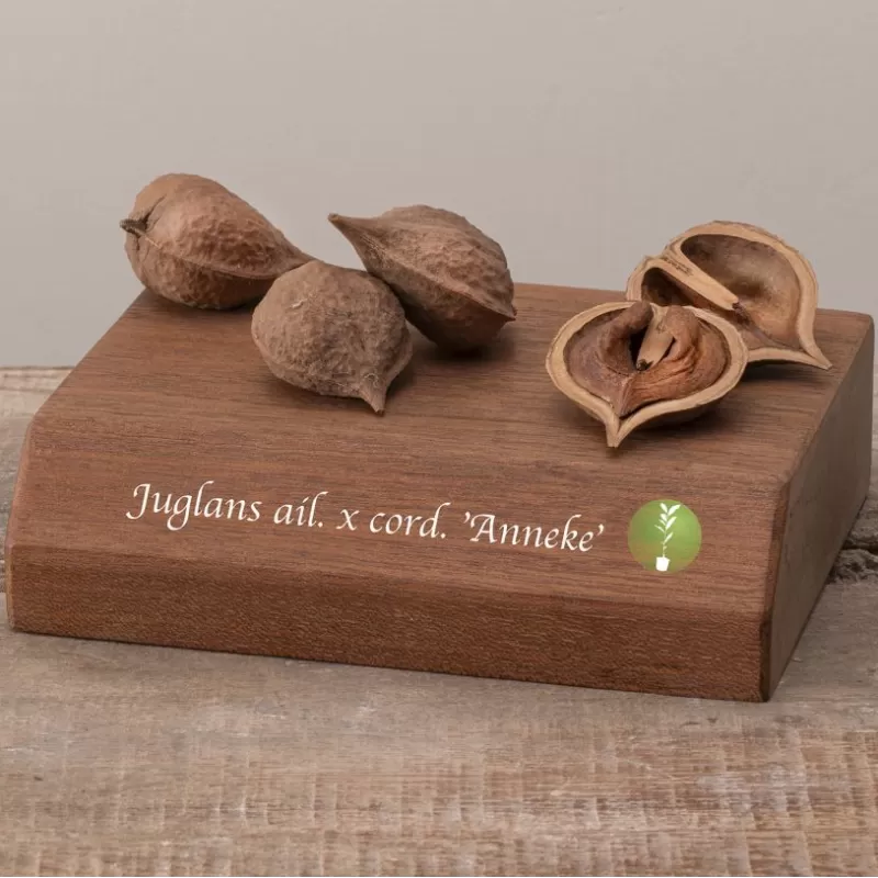 Širdžiavaisis riešutmedis - Juglans ailantifolia x cordiformis ANNEKE