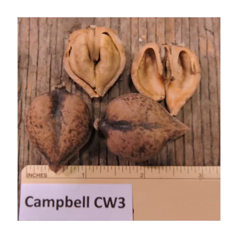 Širdžiavaisis riešutmedis - Juglans ailantifolia x cordiformis CAMPBELL CW3
