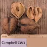 Širdžiavaisis riešutmedis - Juglans ailantifolia x cordiformis CAMPBELL CW3