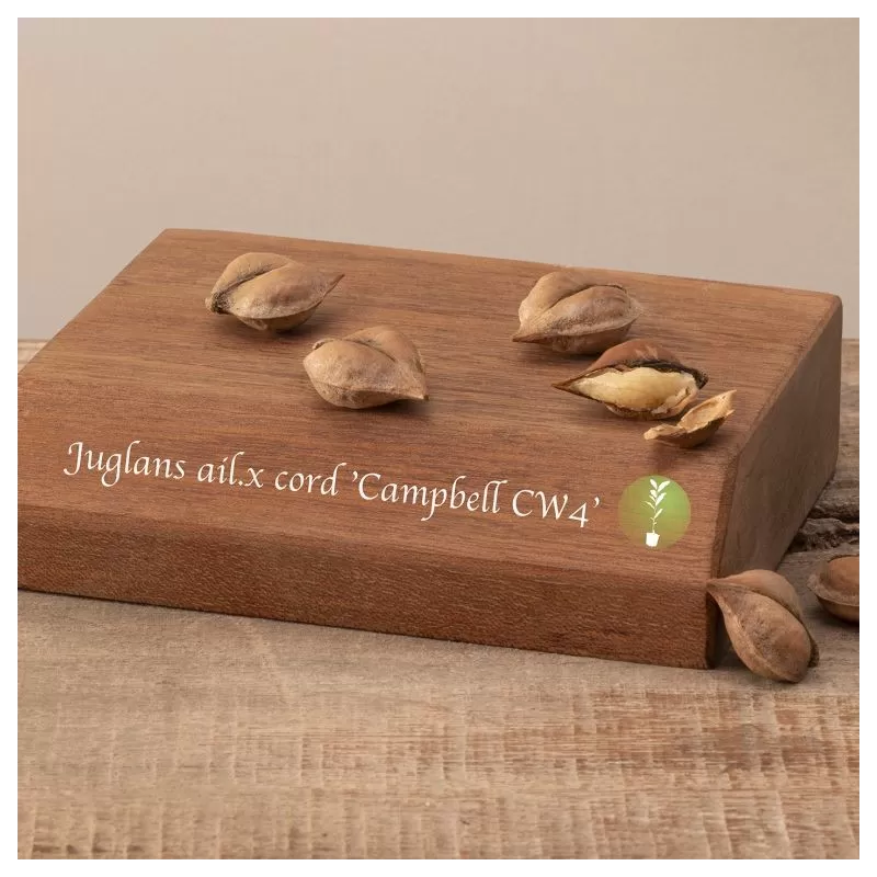 Juodųjų riešutmedžių sodinukai su pristatymu į namus