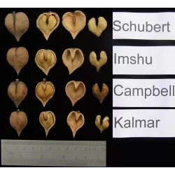 Juodųjų riešutmedžių sodinukai su pristatymu į namus