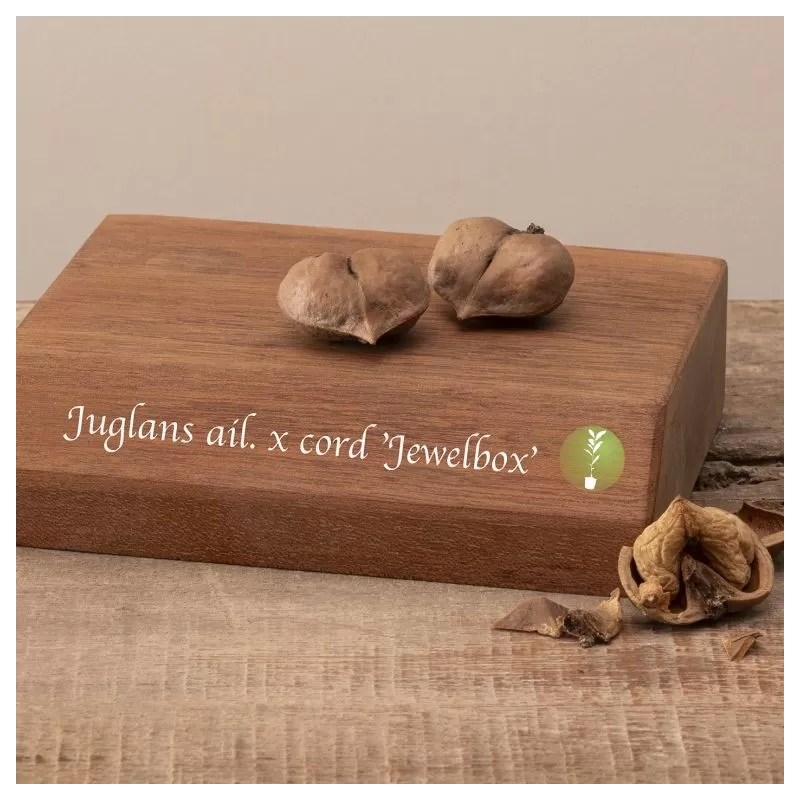 Širdžiavaisis riešutmedis - Juglans ailantifolia x cordiformis JEWELBOX