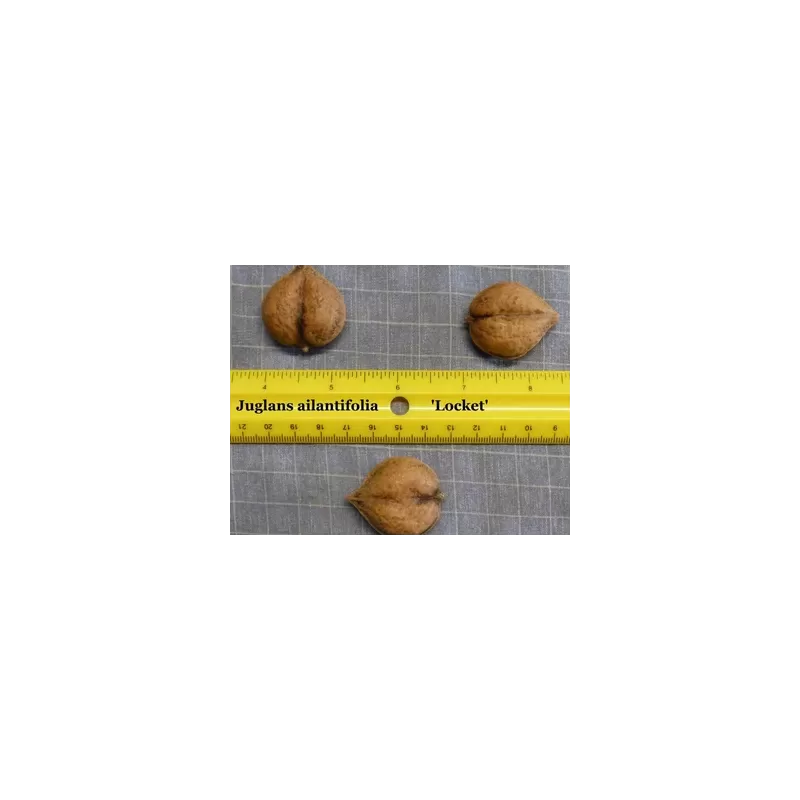 Juodųjų riešutmedžių sodinukai su pristatymu į namus