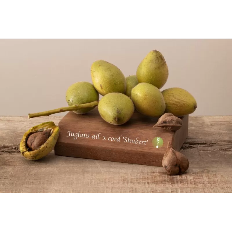 Juodųjų riešutmedžių sodinukai su pristatymu į namus