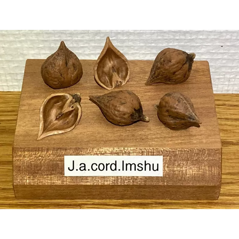 Širdžiavaisis riešutmedis - Juglans ailantifolia x cordiformis IMSCHU