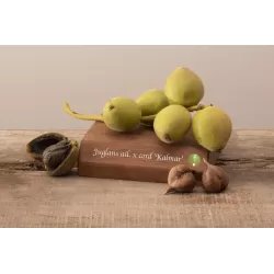 Širdžiavaisis riešutmedis - Juglans ailantifolia x cordiformis KALMAR