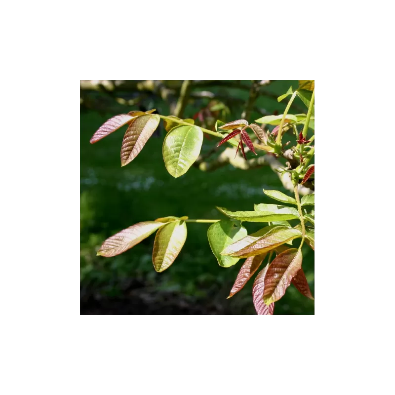 Juodųjų riešutmedžių sodinukai su pristatymu į namus