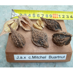 Pilkojo ir lipniojo riešutmedžio hibridas - Juglans x bixbyi (cinerea x ailantifolia) MITCHELL