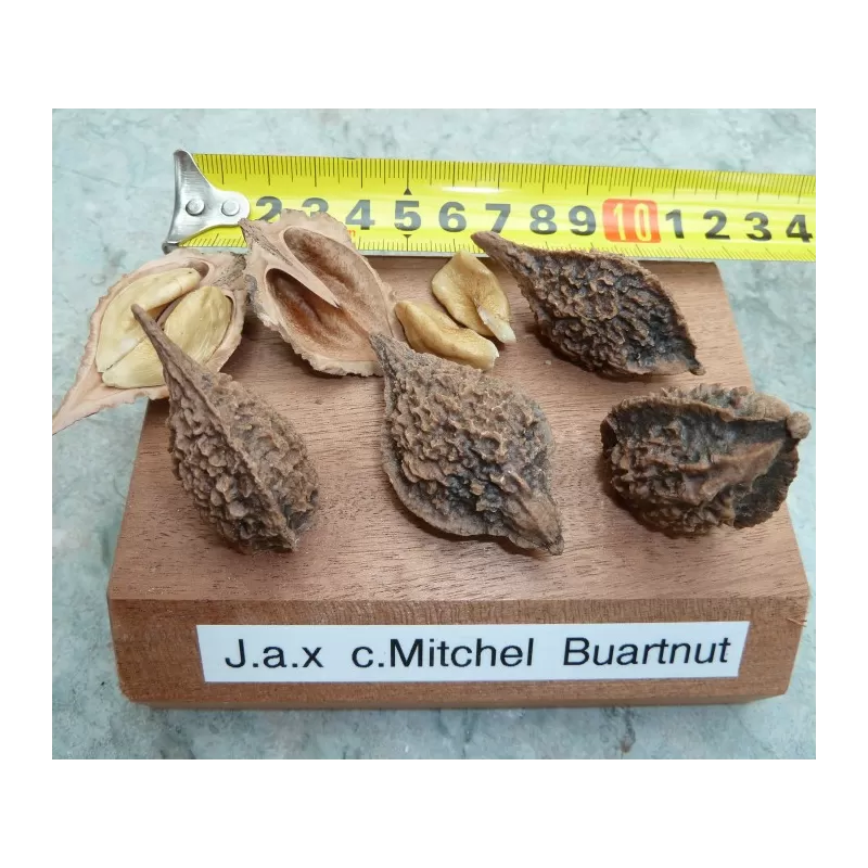 Juodųjų riešutmedžių sodinukai su pristatymu į namus