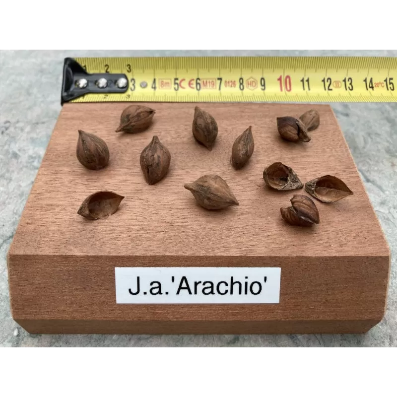 Lipnusis riešutmedis - Juglans ailantifolia ARACHIO