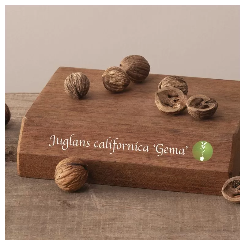 Kaliforninis riešutmedis - Juglans californica GEMA