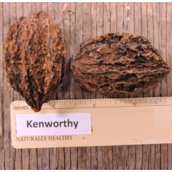 Pilkasis riešutmedis - Juglans cinerea KENWORTHY