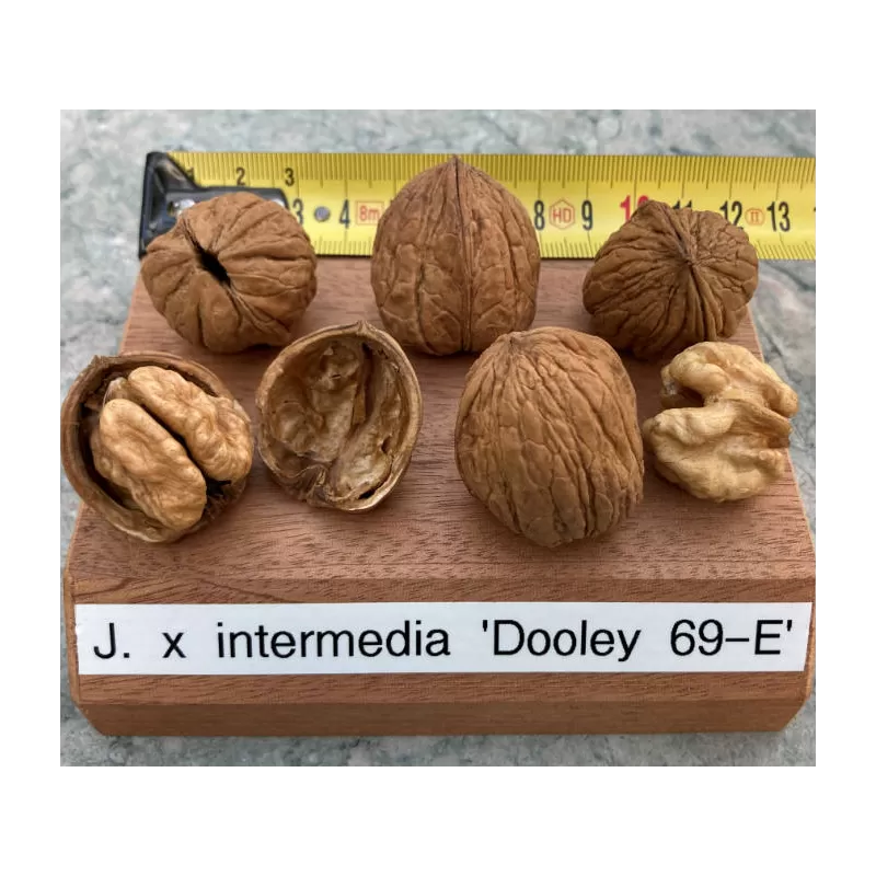 Tarpinis graikinis riešutmedis - Juglans x intermedia regia DOOLEY-69-E