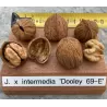 Tarpinis graikinis riešutmedis - Juglans x intermedia regia DOOLEY-69-E
