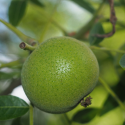 Mažasis juodasis riešutmedis - Juglans microcapra BERLAND