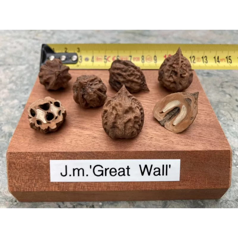 Mandžiūrinis riešutmedis - Juglans mandshurica GREAT WALL