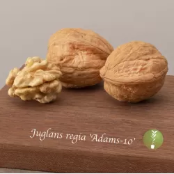 Graikinių riešutmedžių sodinukai su pristatymu į namus