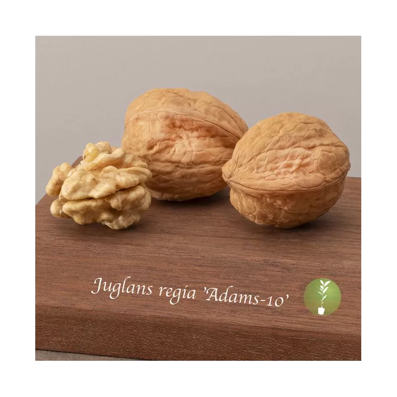 Graikinių riešutmedžių sodinukai su pristatymu į namus