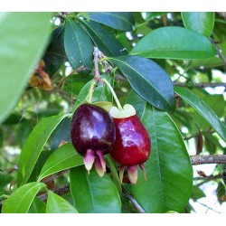 Dengtažiedė (skraistėtoji) eugenija - Eugenia involucrata