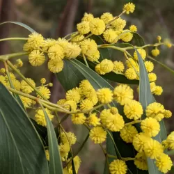 Akacija (auksinė) - Acacia pycnantha