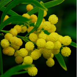 Acacia retinoides