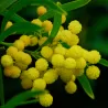 Akacija (sidabrinė) - Acacia retinoides