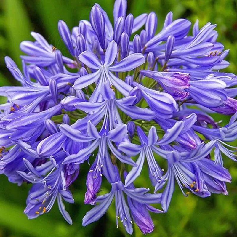Agapanthus praecox Naomi