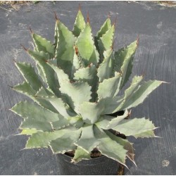 Agave congesta
