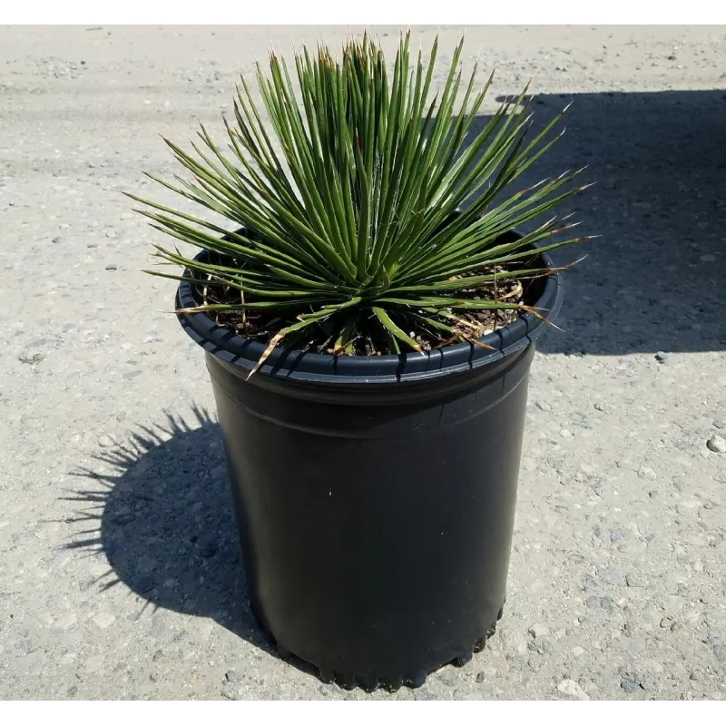 Agava - Agave geminiflora Agava - Agave geminiflora