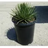Agave geminiflora