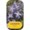 Puošnioji raganė - Clematis jackmanii JENNY