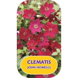 Mėlynžiedė raganė - Clematis viticella JOHN HOWELLS