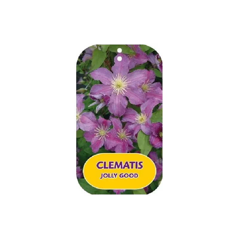 Puošnioji raganė - Clematis jackmanii JOLLY GOOD
