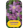 Clematis JOLLY GOOD