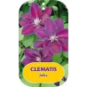 Plačiažiedė raganė - Clematis patens JULKA