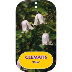 Mėlynžiedė raganė - Clematis viticella KAIU