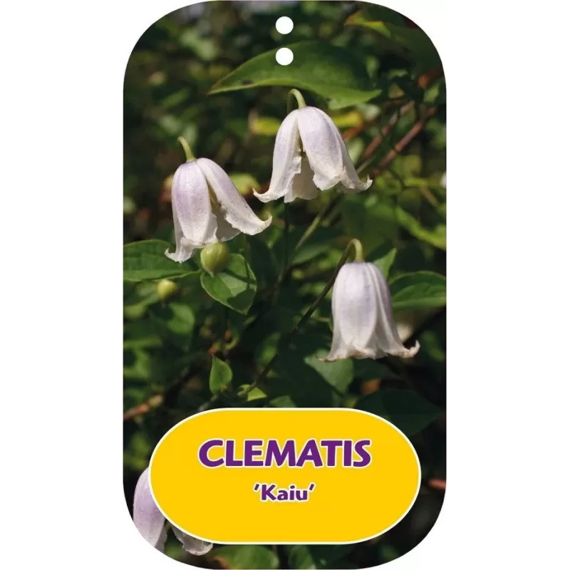 Clematis viticella KAIU