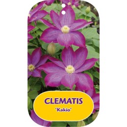 Plačiažiedė raganė - Clematis patens KAKIO