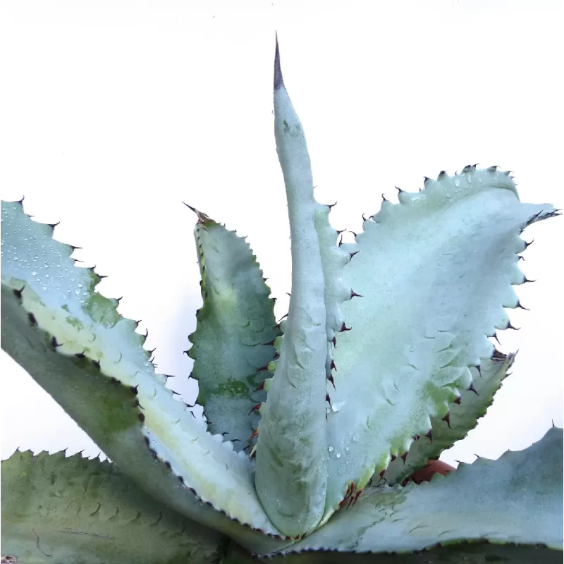 Agave marmorata