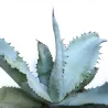 Agave marmorata